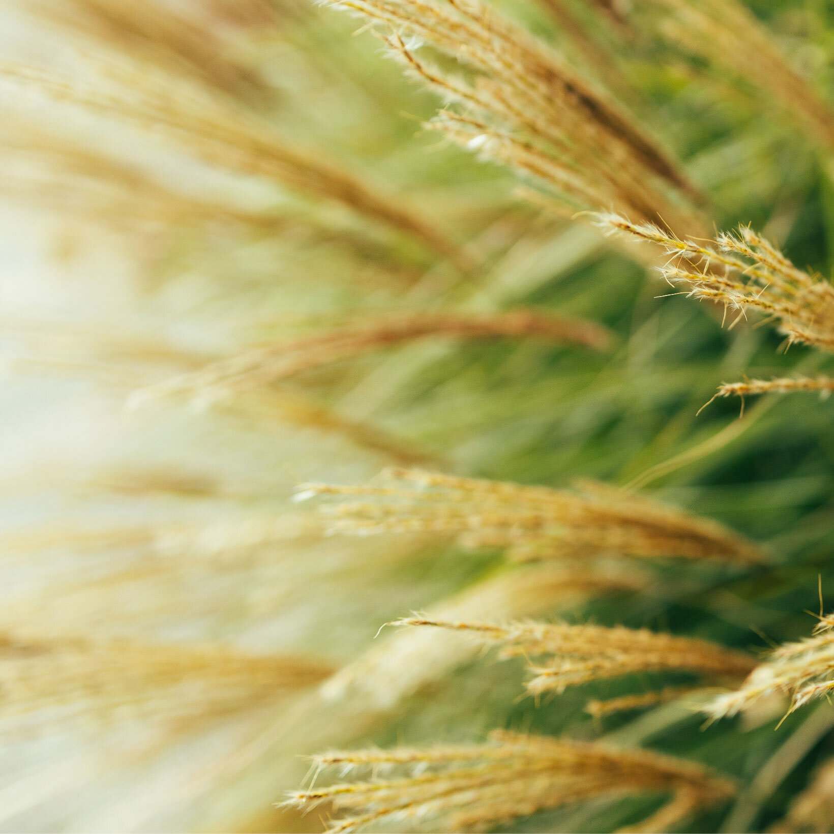 Blumen-Risse, Sortiment, Pflanzen, Beetpflanzen, Beige, Gelb, Gruen, Graeser, Gras, Pflanze, Garten, Detail, Rispen