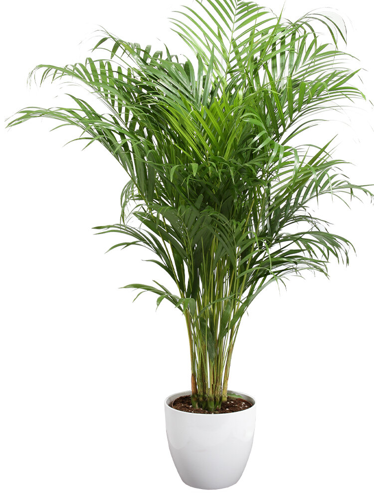 Blumen-Risse, Ratgeber, Grosse-Zimmerpflanzen, Dschungelriese, Areca-Goldfruchtpalme, XXL-Pflanze