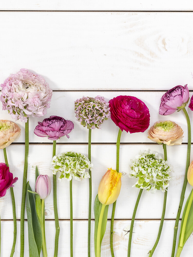  Schnittblumen-im-Fruehling, Tulpen-und-Ranunkeln, Schnittblumen-liegend-auf-weissem-Holz