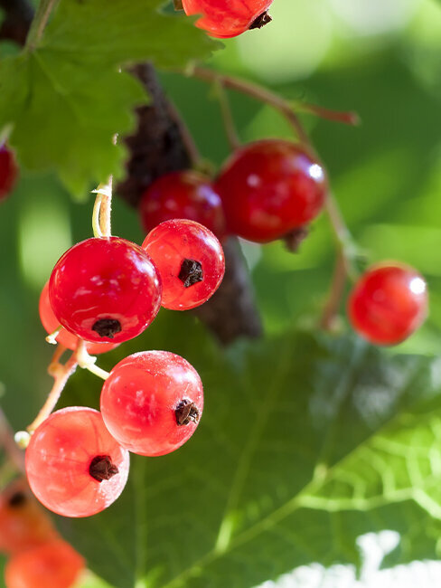 Blumen-Risse, Ratgeber, Pflanzenratgeber-Beerenstraeucher, Nahaufnahme-rote-Johannisbeeren