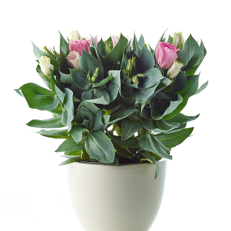 Lisianthus - Blumen Risse