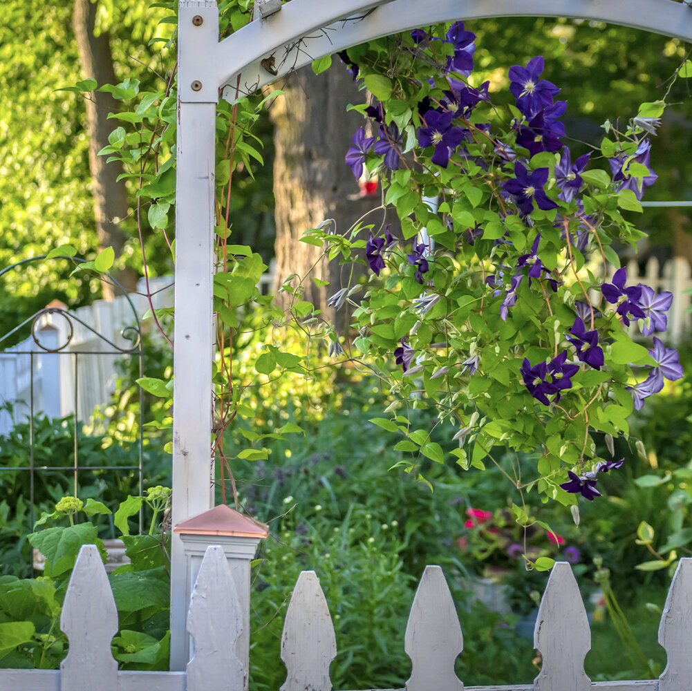 Clematis pflegen: Standort, Sorten, Bltezeit und Pflege-Tipps - Blumen  Risse