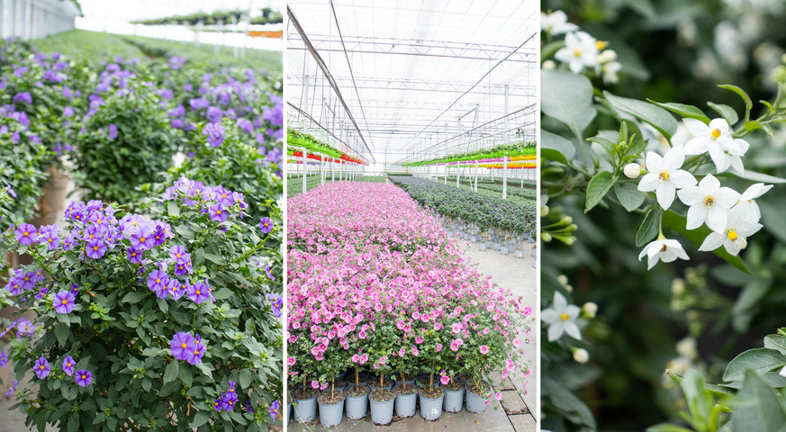 Besuch beim StämmchenLieferanten Blumen Risse