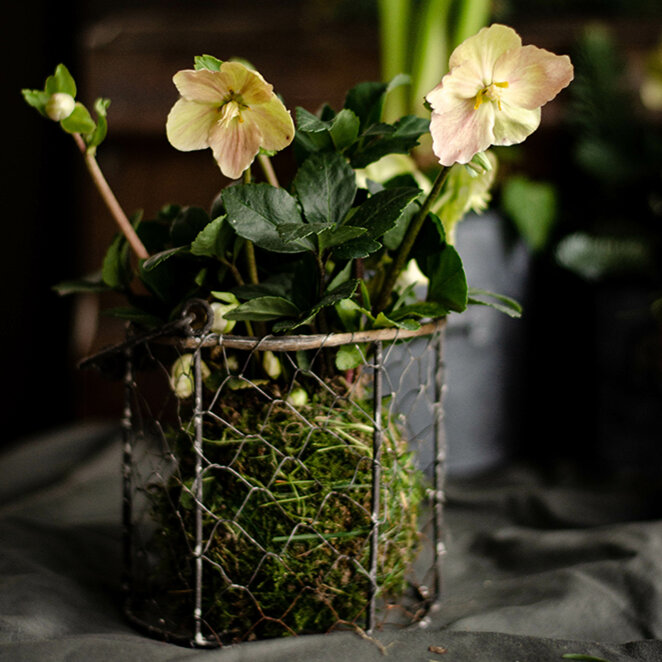 Christrose - Blumen Risse