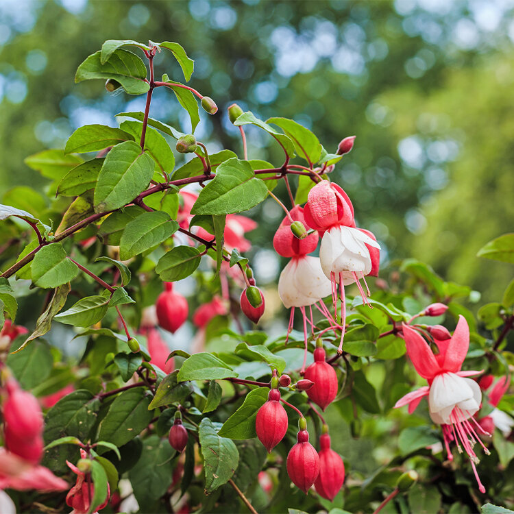 Fuchsien pflegen: Standort, Bltezeit & Tipps fr Balkon | Blumen Risse -  Blumen Risse