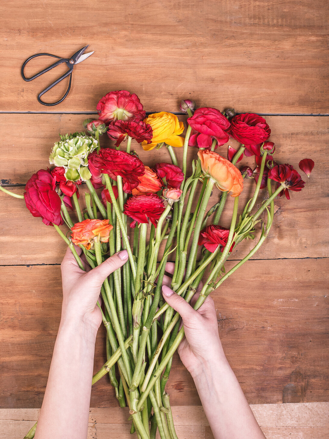 Blumen-Risse, Pflanzenratgeber, Ranunkel, Rot, Gelb, Orange, Gruen, Frauenhaende-sortieren-Ranunkeln-auf-Tisch-fuer-Vase
