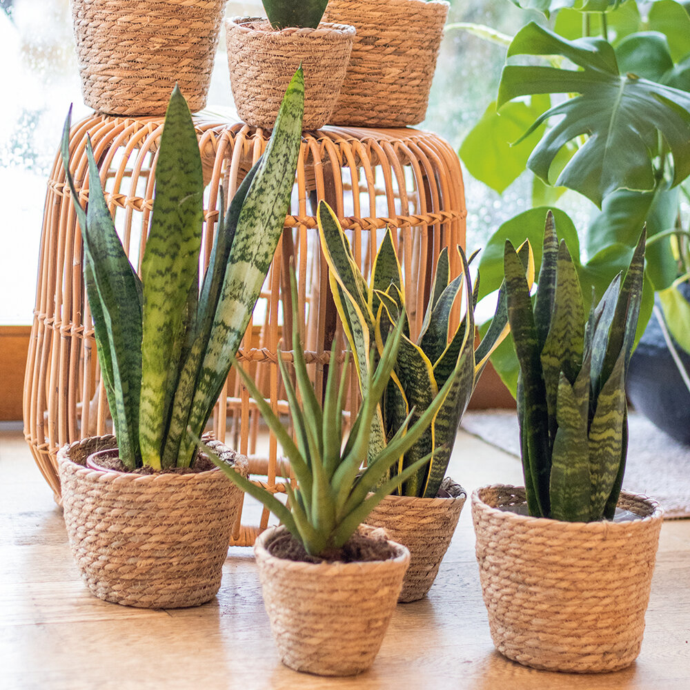 Zimmerpflanzen Tipps | Blumen Risse - Blumen Risse