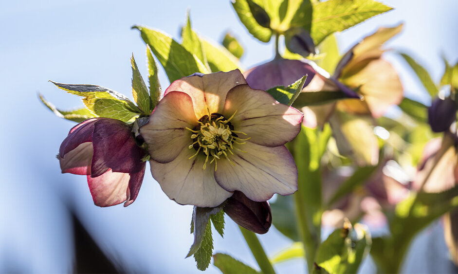 Christrose, Helleborus-orientalis, Topf-und-Beetpflanze, Lila, Gruen, Blau, Pflanze-mit-zarten-lila-Blueten-vor-blauem-Himmel