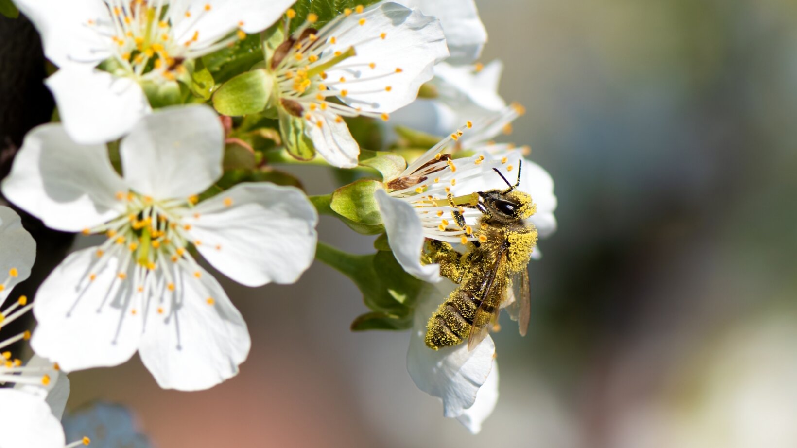 Gestalte Dir Deinen bienenfreundlichen Garten mit duftenden Blumen und Kräutern.