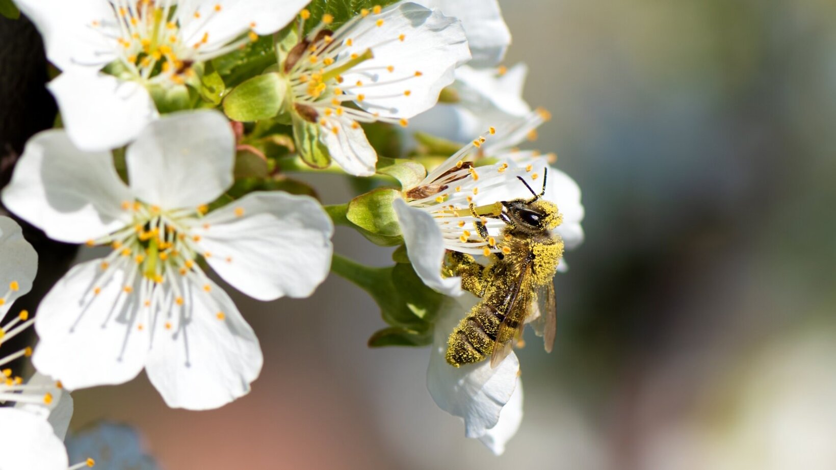 Gestalte Dir Deinen bienenfreundlichen Garten mit duftenden Blumen und Kräutern.