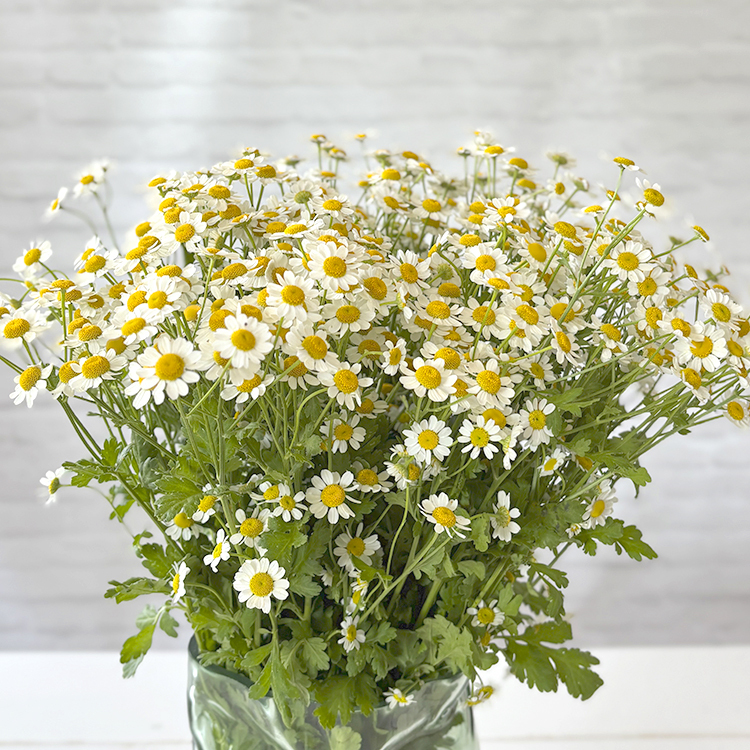 Blumen-Risse, Deutsche-Gaertnerware, Schnittblumen, Sommer, Weiss, Gelb, Gruen, Kamille-in-gruener-Glasvase