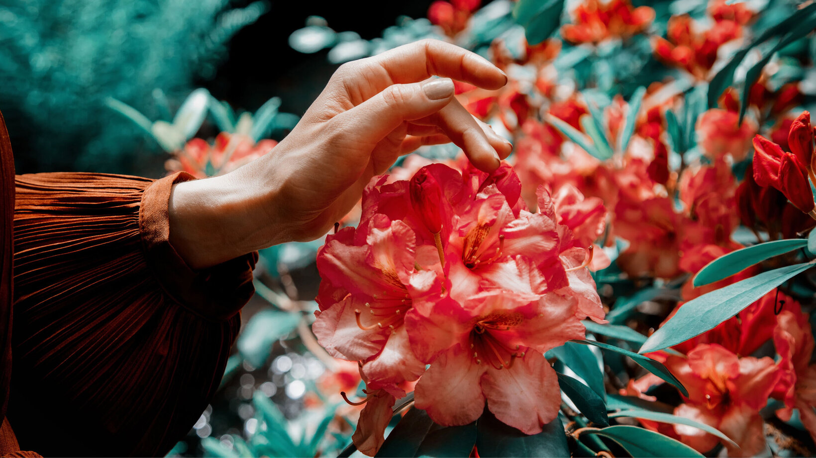 Eine Hand greift nach einer orange-roten Rhododendronblüte, welche sich in einem grünen Busch befindet.