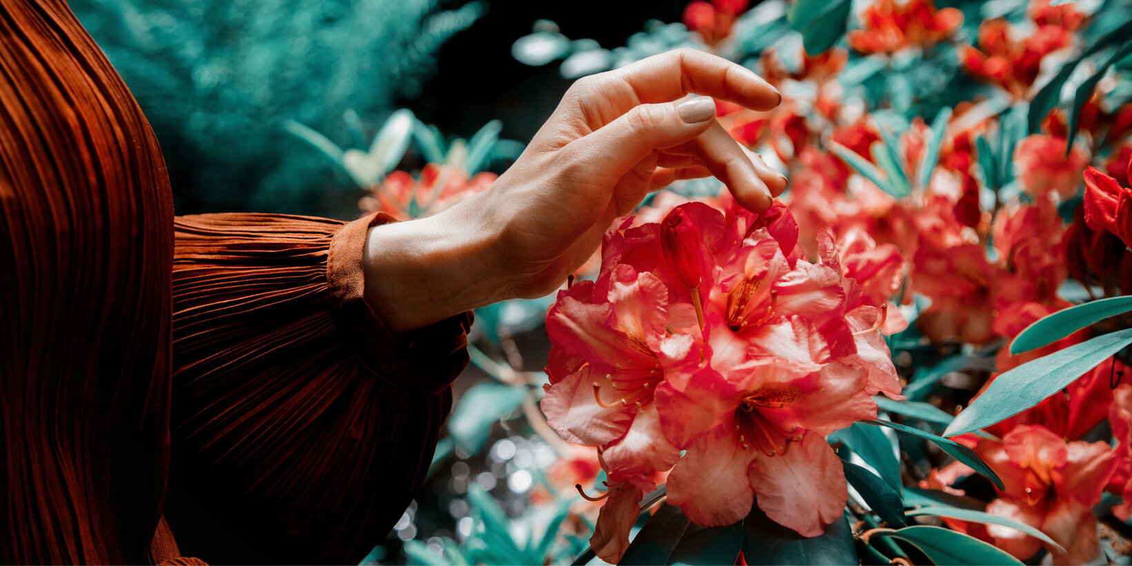 Blumen-Risse, Sortiment, Pflanzen, Baumschule, Rot, Gruen, Beige, Rhododendron, Blueten, Arm, Hand, Busch, Garten