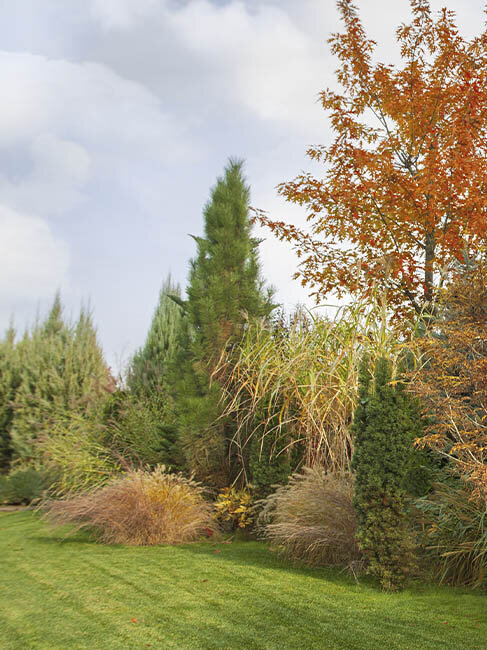 Winterharte Gartenpflanzen, immergrüne Koniferen und Gräser im herbstlichen Garten