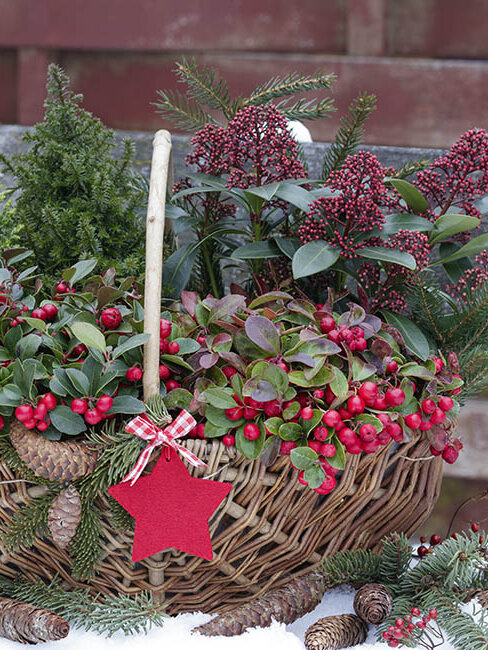 Winterharte Kbelpflanzen - Blumen Risse