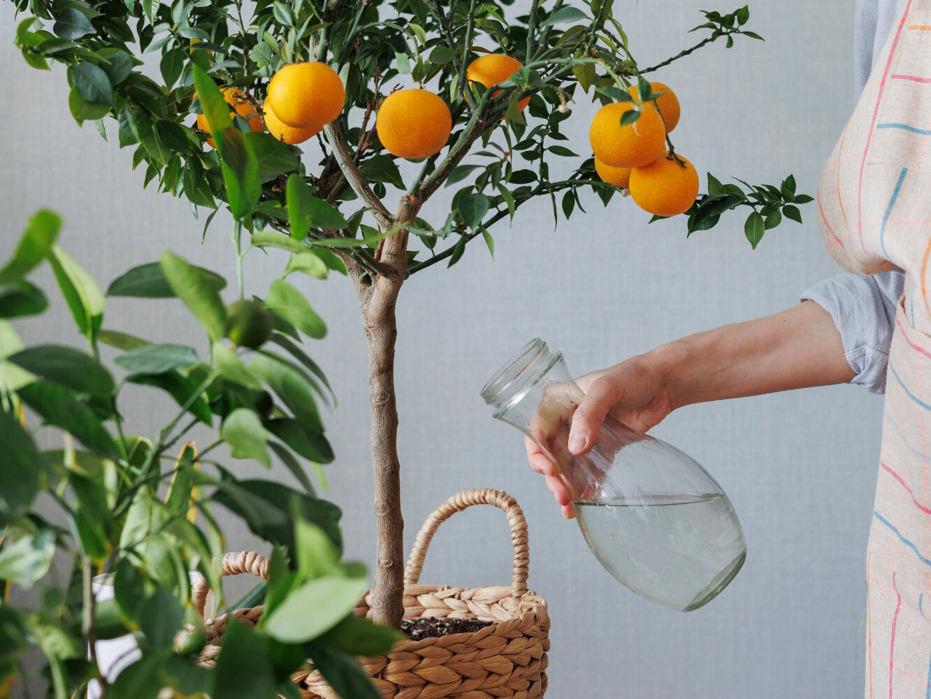 Blumen-Risse, Sortiment, Pflanzen, Mediterrane, Pflanze, Orange, Gruen, Braun, Grau, Person, Zitronen-Pflanze, Uebertopf, Glasflasche, Giessen, Pflege, Zirtronen
